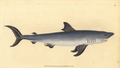 Porbeagle, Lamna nasus. Zranitelný. (Žralok sleďový, Squalus cornubicus). Ručně kolorovaný mědiryt nakreslený a rytý Edwardem Donovanem z jeho Natural History of British Fishes, Donovan a F.C. a J. Rivington, Londýn od Edward Donovan