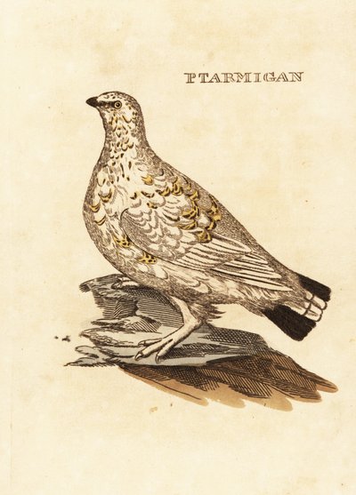 Ptarmigan tetřev nebo bílá zvěř, Lagopus lagopus od Edward Donovan