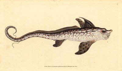 Králičí rybka nebo mořská příšera, Chimaera monstrosa. Blízko ohrožení. Ručně kolorovaný mědiryt nakreslený a rytý Edwardem Donovanem z jeho Natural History of British Fishes, Donovan a F.C. a J. Rivington, Londýn od Edward Donovan