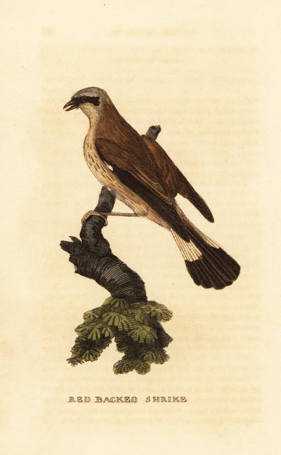 Ťuhýk rudohřbetý, Lanius collurio od Edward Donovan