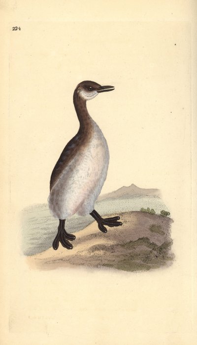 Potápka rudokrká (samice), Podiceps grisegena. Ručně kolorovaný mědiryt nakreslený a vyrytý Edwardem Donovanem z jeho vlastní „Přírodopisné historie britských ptáků“, Londýn od Edward Donovan