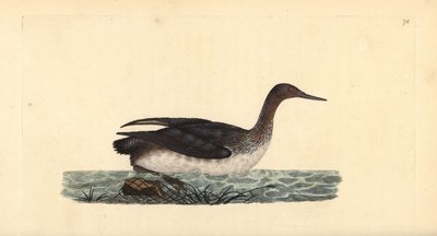 Potápka nebo potápěč, Gavia stellata. Ručně kolorovaný mědiryt nakreslený a rytý Edwardem Donovanem z jeho vlastní „Přírodopisné historie britských ptáků“, Londýn od Edward Donovan