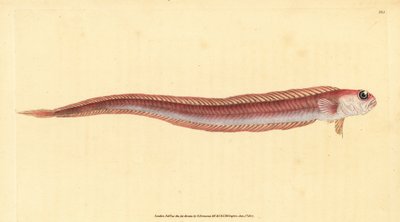 Pásovka červená, Cepola macrophthalma (Rubescent band-fish, Cepola rubescens). Ručně kolorovaný mědiryt nakreslený a rytý Edwardem Donovanem z jeho Natural History of British Fishes, Donovan a F.C. a J. Rivington, Londýn od Edward Donovan