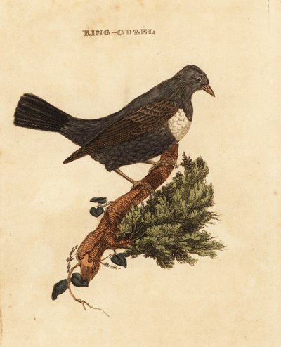 Prsten ouzel, Turdus torquatus od Edward Donovan