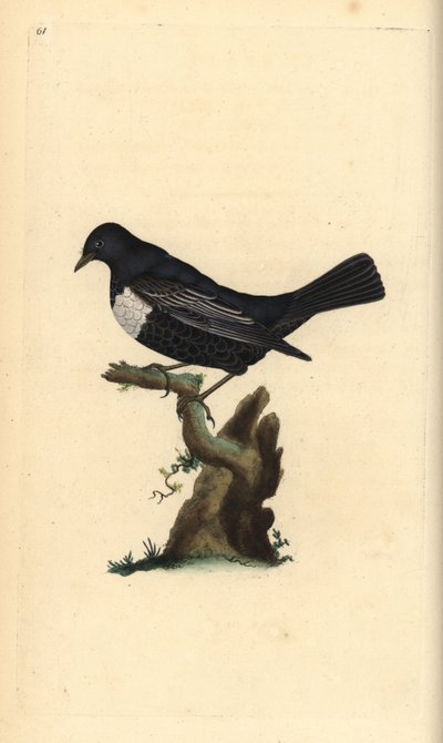 Prsten ouzel, Turdus torquatus. Ručně kolorovaný mědiryt nakreslený a rytý Edwardem Donovanem z jeho vlastní „Přírodopisné historie britských ptáků“, Londýn od Edward Donovan