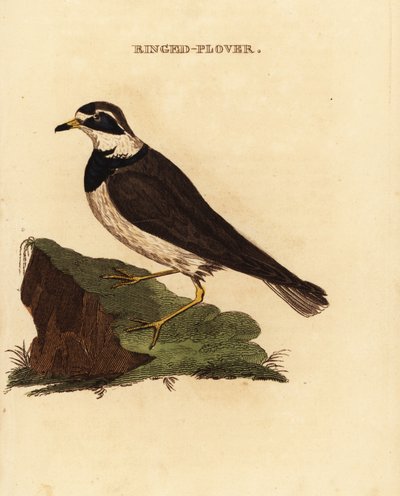 Kulík kroužkovaný, Charadrius hiaticula od Edward Donovan