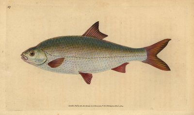 Plotice obecná, Rutilus rutilus (Cyprinus ritulus). Ručně kolorovaná mědirytina nakreslená a vyrytá Edwardem Donovanem z jeho Natural History of British Fishes, Donovan and F.C. and J. Rivington, London. od Edward Donovan