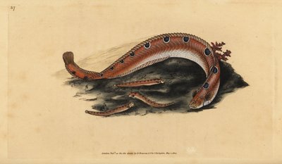 Pistolník skalní, Pholis gunnellus (Blennius gunnellus) Ručně kolorovaný mědiryt nakreslený a rytý Edwardem Donovanem z jeho Natural History of British Fishes, Donovan a F.C. a J. Rivington, Londýn od Edward Donovan