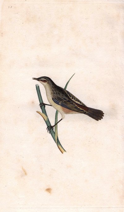 Fragmit tyčinkový. Acrocephalus schoenobaenus (Motacilla salicaria). Mědirytina Edwarda Donovana (1768-1837), publikovaná v Natural History of British Birds, Londýn od Edward Donovan