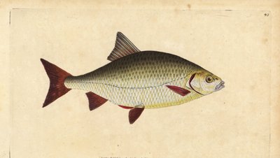 Rudd, Scardinius erythrophthalmus (červené oko, Cyprinus erythrophthalmus). Ručně kolorovaný mědiryt nakreslený a rytý Edwardem Donovanem z jeho Natural History of British Fishes, Donovan a F.C. a J. Rivington, Londýn od Edward Donovan
