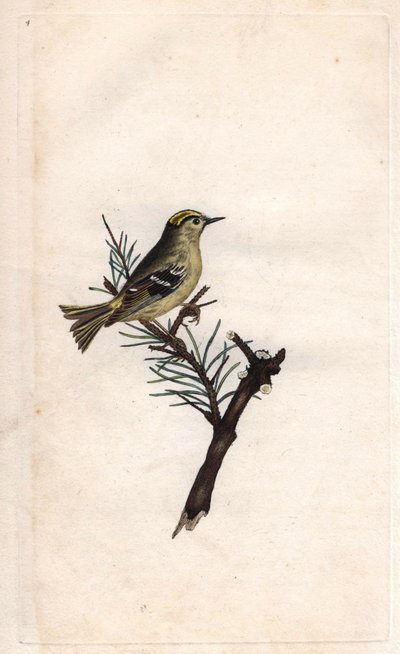 Ruppe King. Regulus regulus (Motacilla regulus). Mědirytina Edwarda Donovana (1768-1837), publikovaná v Natural History of British Birds, Londýn od Edward Donovan