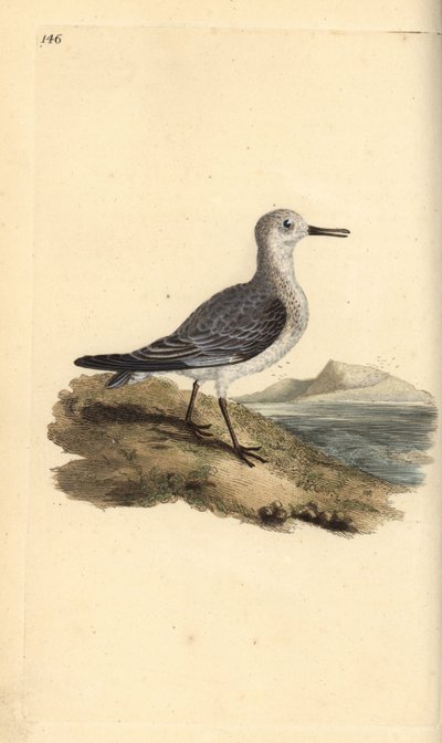Sanderling, Calidris alba. Ručně kolorovaná mědirytina, kterou nakreslil a vyryl Edward Donovan podle své vlastní "Natural History of British Birds", Londýn. od Edward Donovan