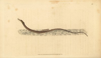 Sargassum pipefish nebo pelagic pipefish. Ručně kolorovaný mědiryt nakreslený a rytý Edwardem Donovanem z jeho Natural History of British Fishes, Donovan a F.C. a J. Rivington, Londýn od Edward Donovan