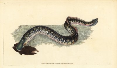 Mořská mihule, Petromyzon marinus (mořská nebo strakatá). Ručně kolorovaný mědiryt nakreslený a rytý Edwardem Donovanem z jeho Natural History of British Fishes, Donovan a F.C. a J. Rivington, Londýn od Edward Donovan