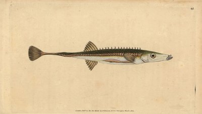 Mořský paličák, Spinachia spinachia (Patnácticípý paličák, Gasterosteus spinachia). Ručně kolorovaný mědiryt nakreslený a rytý Edwardem Donovanem z jeho Natural History of British Fishes, Donovan a F.C. a J. Rivington, Londýn od Edward Donovan