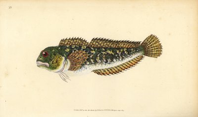 Shanny, Lipophrys pholis (Smooth pholis, Blennius pholis). Ručně kolorovaný mědiryt nakreslený a rytý Edwardem Donovanem z jeho Natural History of British Fishes, Donovan a F.C. a J. Rivington, Londýn od Edward Donovan