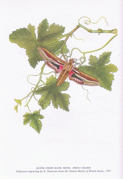 Silver Stripe Hawk Moth, Shinx Celerio, Nature in Britain vydal Collins, 1946 od Edward Donovan