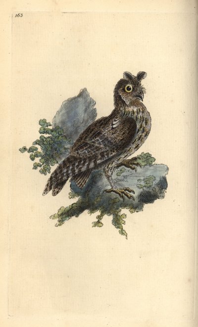 Menší tužka nebo sibiřská sova ušatá, Strix pulchella. (Scops owl, Otus scops?) Ručně kolorovaný mědirytin kreslený a rytý Edwardem Donovanem z jeho vlastní „Natural History of British Birds“, Londýn od Edward Donovan