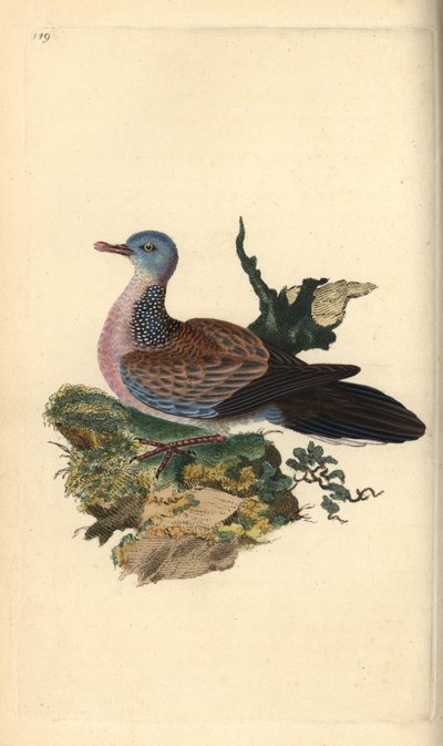 Hrdlička skvrnitá, Spilopelia chinensis. Ručně kolorovaná mědirytina, kterou nakreslil a vyryl Edward Donovan podle své vlastní "Natural History of British Birds", Londýn. od Edward Donovan
