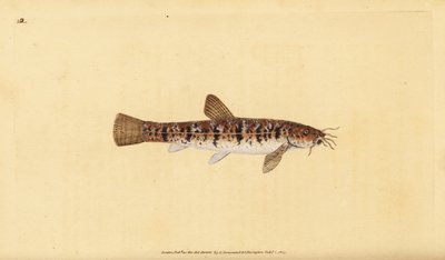 Kamenný sekavců, Barbatula barbatula (Bearded loche, Cobitis barbatula). Ručně kolorovaný mědiryt nakreslený a rytý Edwardem Donovanem z jeho Natural History of British Fishes, Donovan a F.C. a J. Rivington, Londýn od Edward Donovan