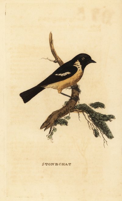 Stonechat, Saxicola rubicola od Edward Donovan