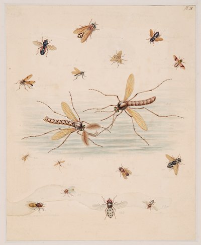 Studie na bezobratlých zvířatech, svazek II od Edward Donovan