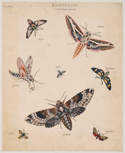 Studie na bezobratlých zvířatech, svazek II od Edward Donovan
