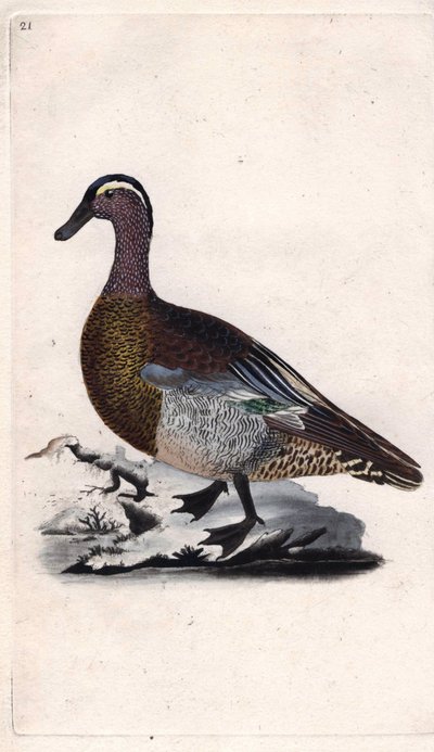Letní modrozelená. Anas querquedula. Mědirytina Edwarda Donovana (1768-1837), publikovaná v Natural History of British Birds, Londýn od Edward Donovan