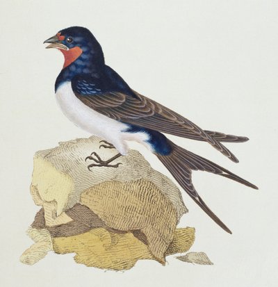 Vlaštovka z „Historie britských ptáků“, 1799 od Edward Donovan