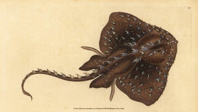 Trnitý skate, Amblyraja radiata (Hvězdný paprsek, Raja radiata). Zranitelný. Ručně kolorovaný mědiryt nakreslený a rytý Edwardem Donovanem z jeho Natural History of British Fishes, Donovan a F.C. a J. Rivington, Londýn od Edward Donovan
