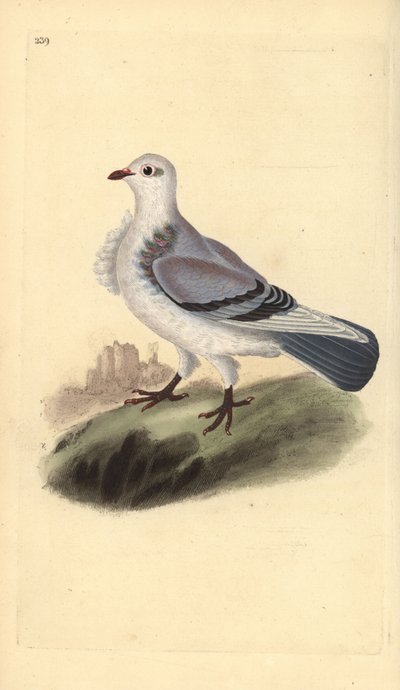 Turbit holub, Columba livia domestica var. turbita. Ručně kolorovaný mědiryt nakreslený a rytý Edwardem Donovanem z jeho vlastní „Přírodopisné historie britských ptáků“, Londýn od Edward Donovan