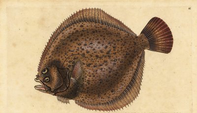 Kambala velká, Scophthalmus maximus (Pleuronectes maximus). Ručně kolorovaný mědiryt nakreslený a rytý Edwardem Donovanem z jeho Natural History of British Fishes, Donovan a F.C. a J. Rivington, Londýn od Edward Donovan