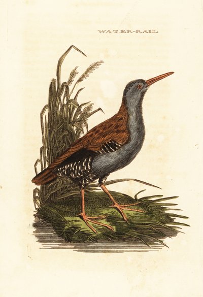 Vodní kolejnice, Rallus aquaticus od Edward Donovan