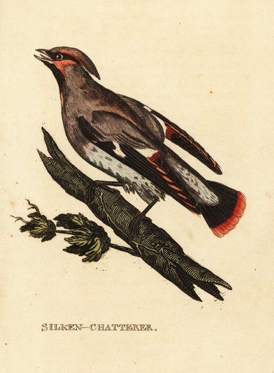 Voskovka obecná nebo brkoslav český, Bombycilla garrulus od Edward Donovan