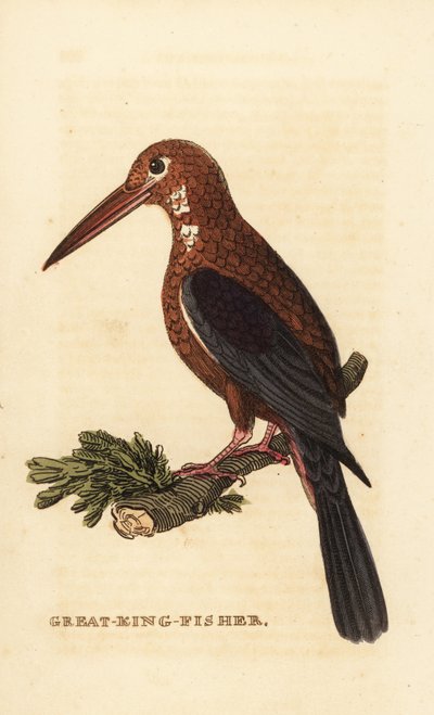 Ledňáček bělohrdlý, Halcyon smyrnensis od Edward Donovan
