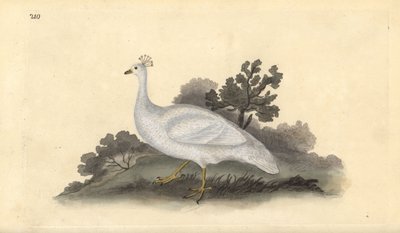 Hrachor chocholatý (samice), Pavo cristatus. Ručně kolorovaný mědiryt nakreslený a vyrytý Edwardem Donovanem z jeho vlastní „Přírodopisné historie britských ptáků“, Londýn od Edward Donovan
