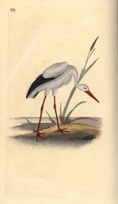 Čáp bílý, Ciconia ciconia. Ručně kolorovaný mědiryt nakreslený a vyrytý Edwardem Donovanem z jeho vlastní „Přírodopisné historie britských ptáků“, Londýn od Edward Donovan