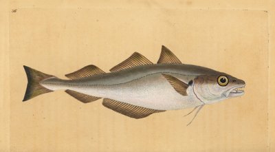 Treska bezvousá, Merlangius merlangus (Gadus merlangus). Ručně kolorovaný mědiryt nakreslený a rytý Edwardem Donovanem z jeho Natural History of British Fishes, Donovan a F.C. a J. Rivington, Londýn od Edward Donovan