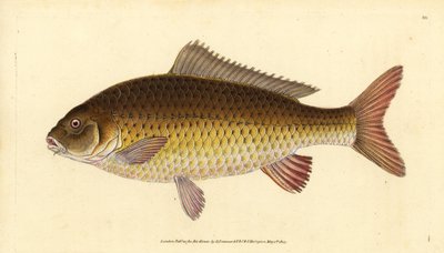 Divoký kapr obecný, Cyprinus carpio. Zranitelný. Ručně kolorovaný mědiryt nakreslený a rytý Edwardem Donovanem z jeho Natural History of British Fishes, Donovan a F.C. a J. Rivington, Londýn od Edward Donovan