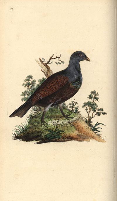 Tetřev lesní, Tetrao urogallus. Ručně kolorovaný mědiryt nakreslený a rytý Edwardem Donovanem z jeho vlastní „Přírodopisné historie britských ptáků“, Londýn od Edward Donovan