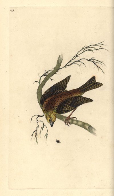 Yellowhammer, Emberiza citrinella. Ručně kolorovaný mědiryt nakreslený a rytý Edwardem Donovanem z jeho vlastní „Přírodopisné historie britských ptáků“, Londýn od Edward Donovan