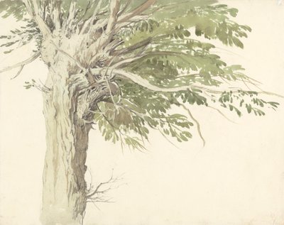 Studie Pollarded Tree - vrba od Edward Duncan