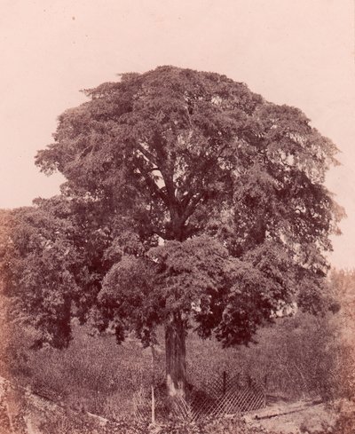 stromová studie, 1850-53. od Edward King Tenison