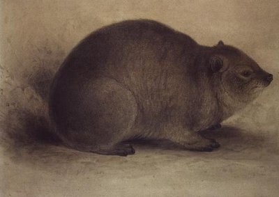 Skalní Hyrax od Edward Lear