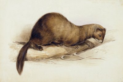 Weasel od Edward Lear