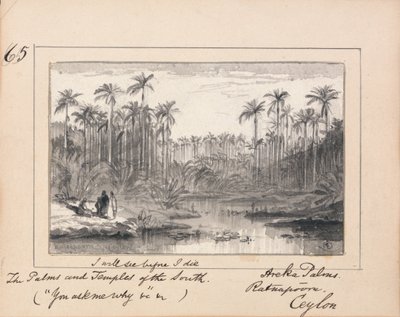 Areca Palms, Ratnapura, Ceylon - `Uvidím, než umřu Palmy a chrámy na jihu 