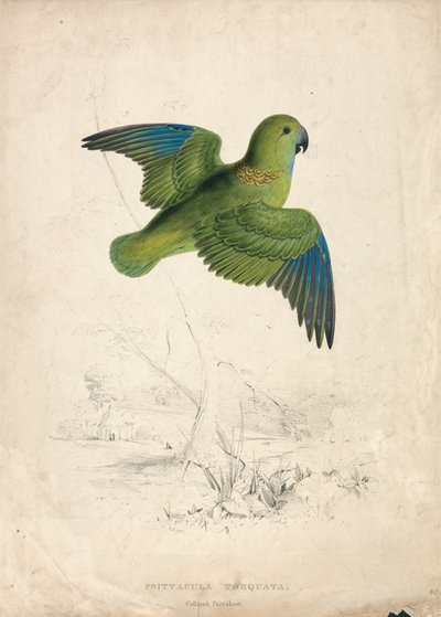 Papoušek obojkový (obrázek 40) od Edward Lear