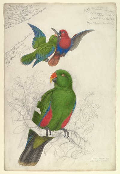 Eclipse Dewy Polychloros od Edward Lear
