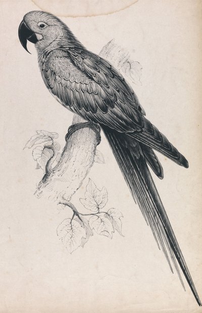 Ara hyacintový (obrázek 9) od Edward Lear
