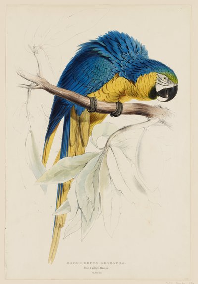 Macrocercus ararauna.  Ara modrožlutá. od Edward Lear